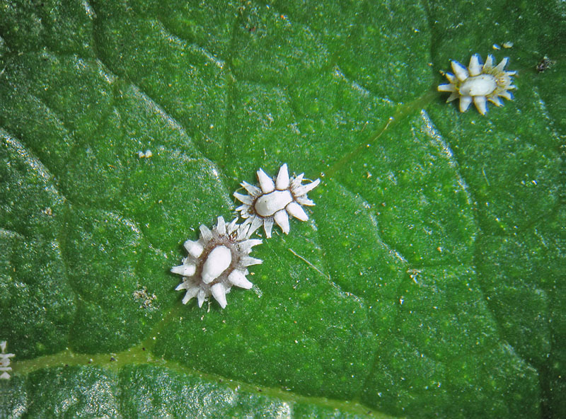 Ceroplastes ceriferus?  S, stadio giovanile